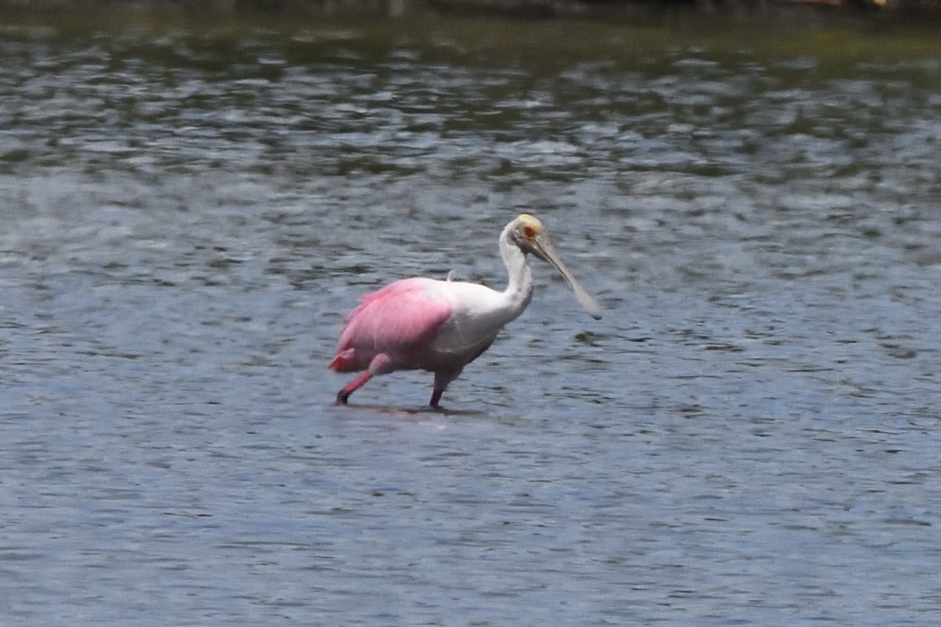 Roseate Spoonbill - ML473690071