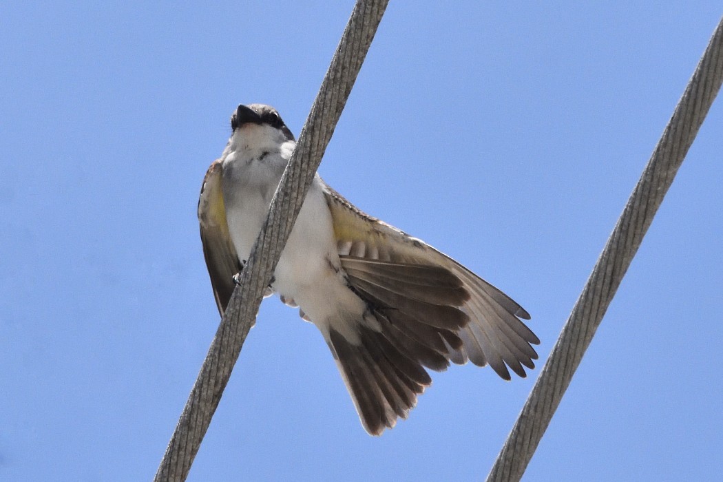 Gray Kingbird - ML473690271