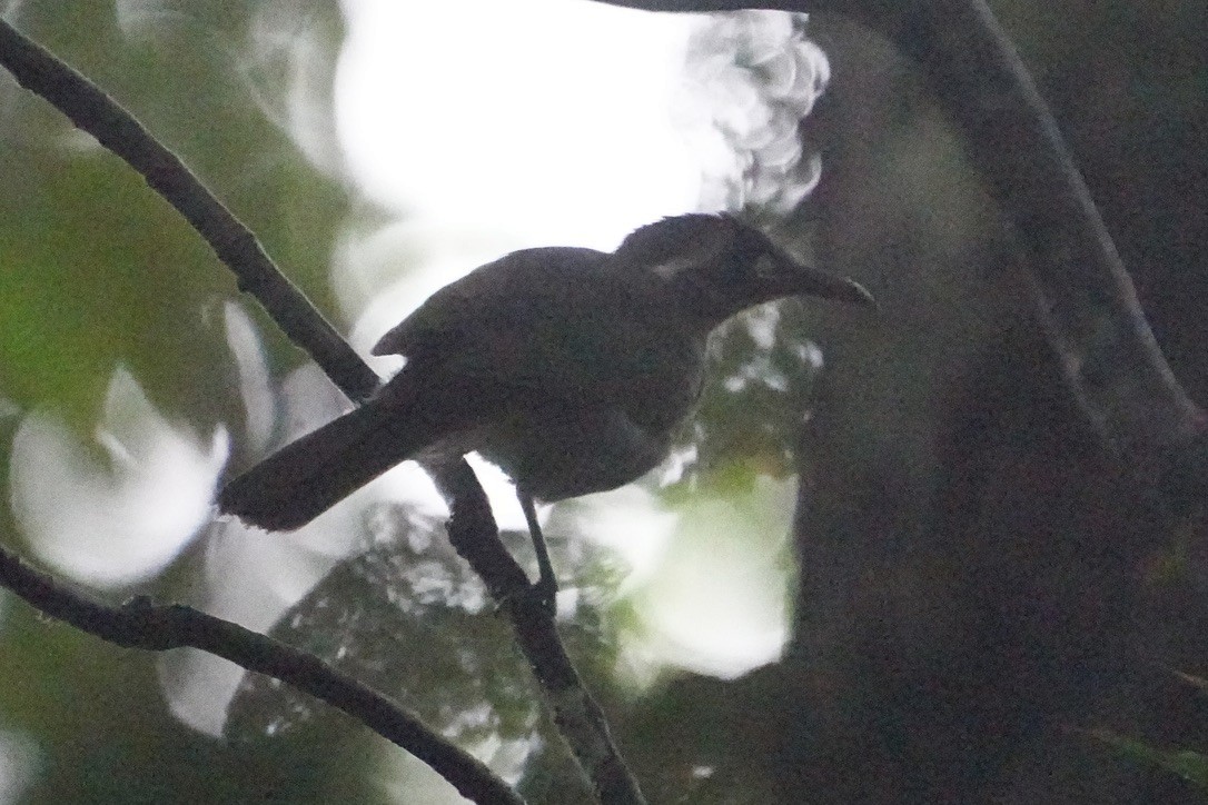 Obscure Honeyeater - Christopher Carlson