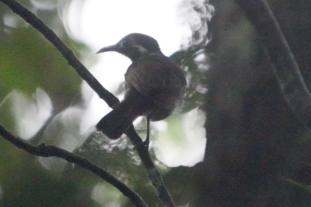 Obscure Honeyeater - Christopher Carlson