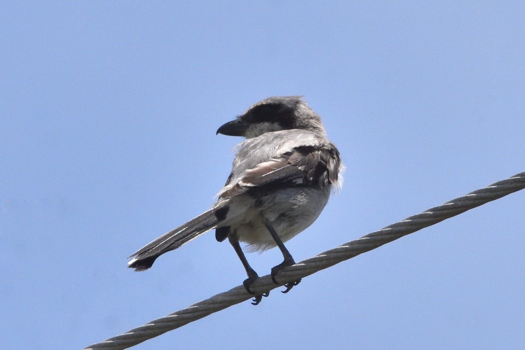 Loggerhead Shrike - ML473690601