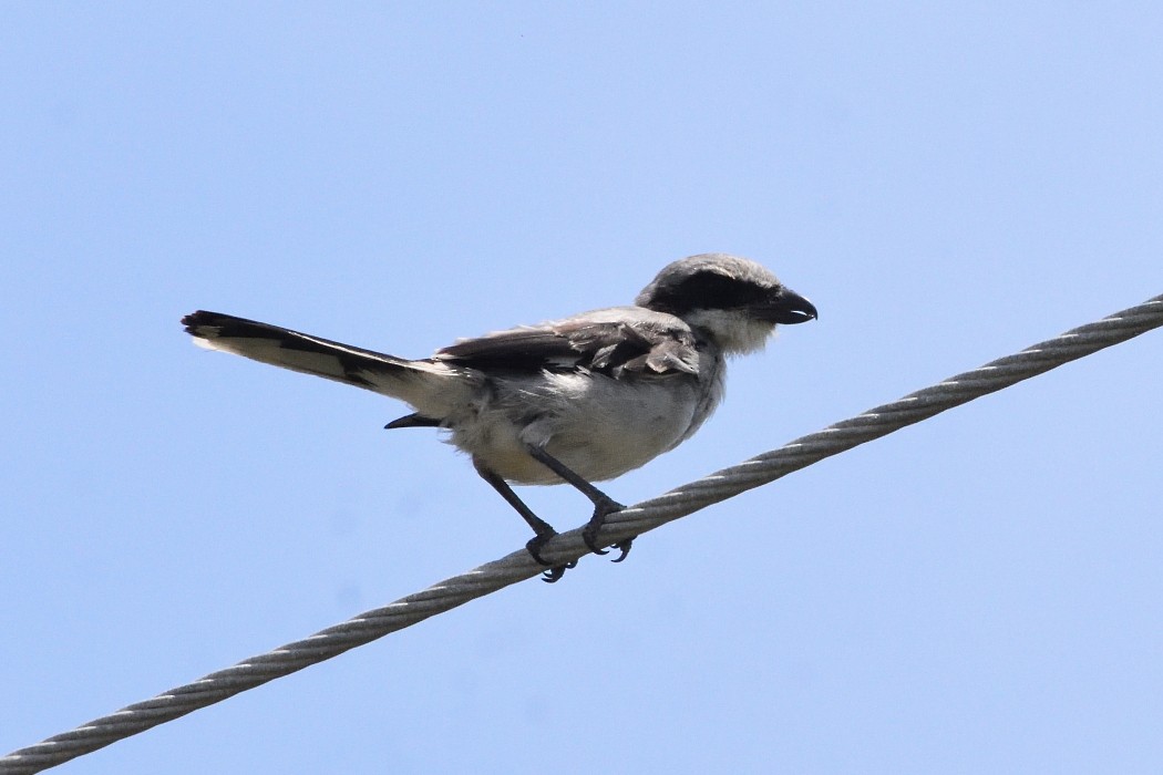 Loggerhead Shrike - ML473690721