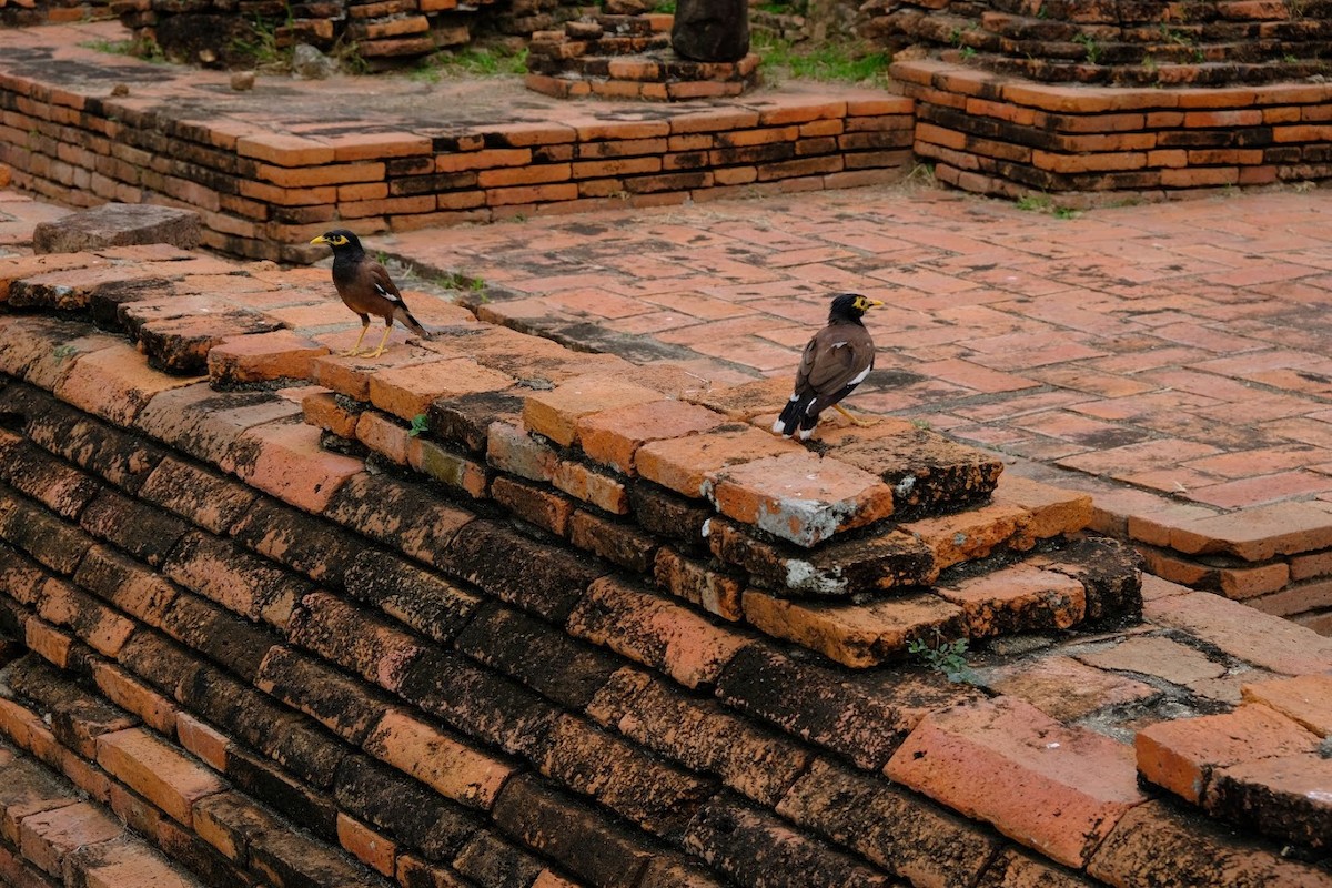 Common Myna - ML473692121