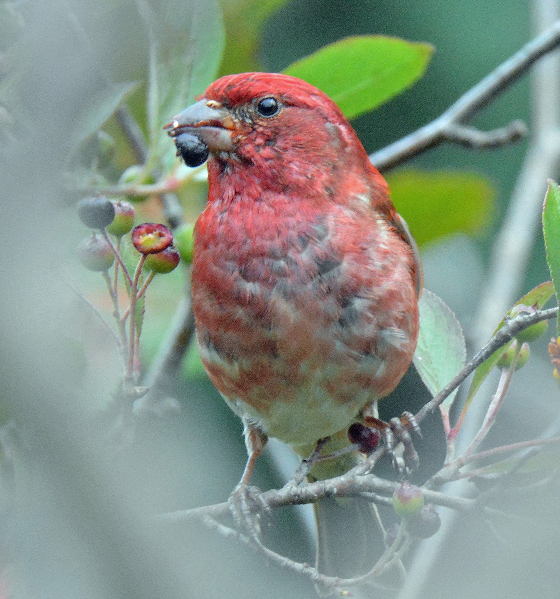 Purple Finch (Eastern) - ML473692641