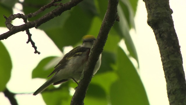 Chestnut-sided Warbler - ML473693