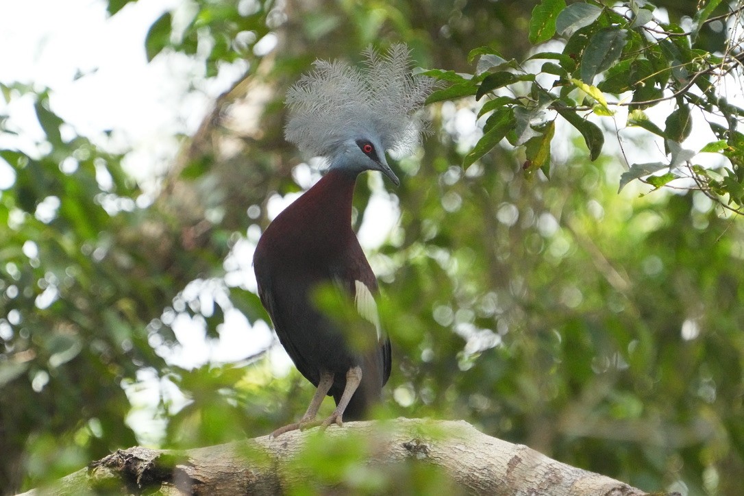 Sclater's Crowned-Pigeon - ML473693001