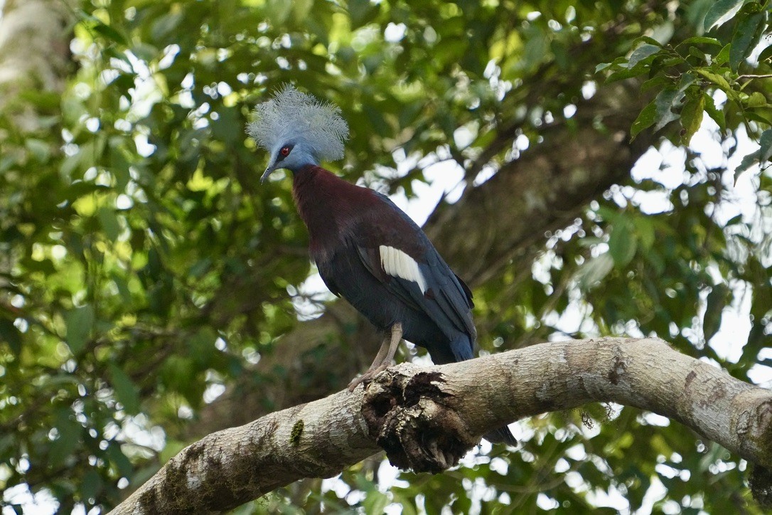 Sclater's Crowned-Pigeon - ML473693021