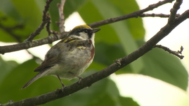 Chestnut-sided Warbler - ML473694