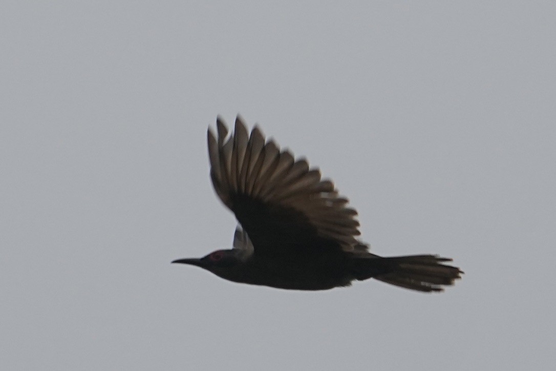 Long-billed Cuckoo - ML473694011