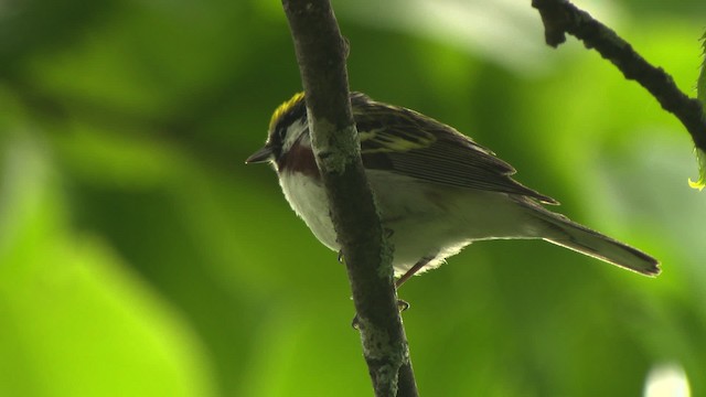 Gelbscheitel-Waldsänger - ML473695