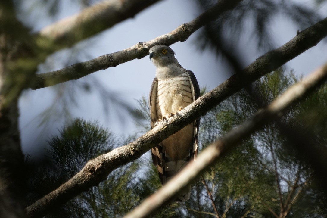 Pacific Baza - ML473695401