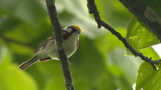 Gelbscheitel-Waldsänger - ML473696