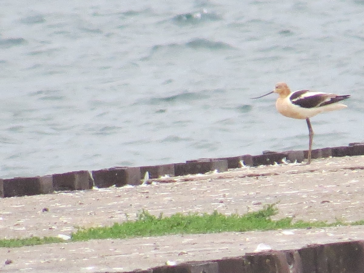 American Avocet - ML473696381
