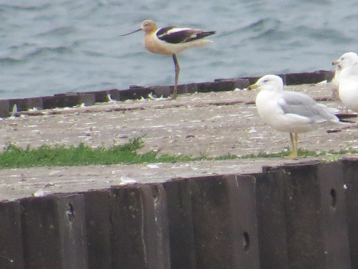 American Avocet - ML473696451