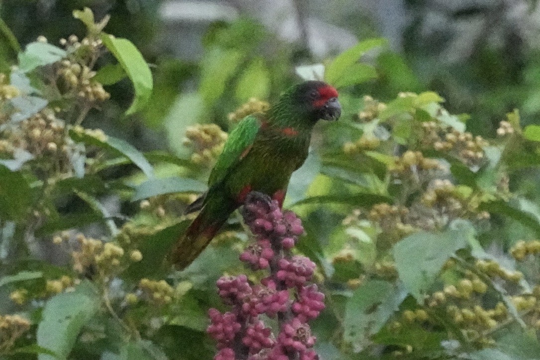 Yellow-streaked Lory - ML473696891