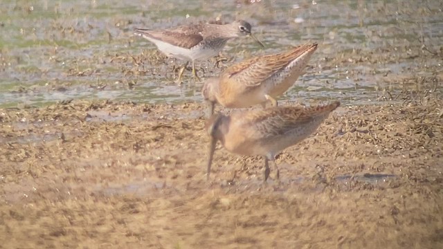 Short-billed Dowitcher - ML473697961