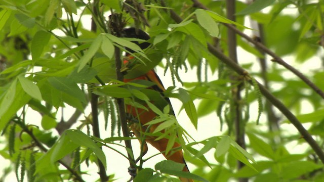 Baltimore Oriole - ML473698