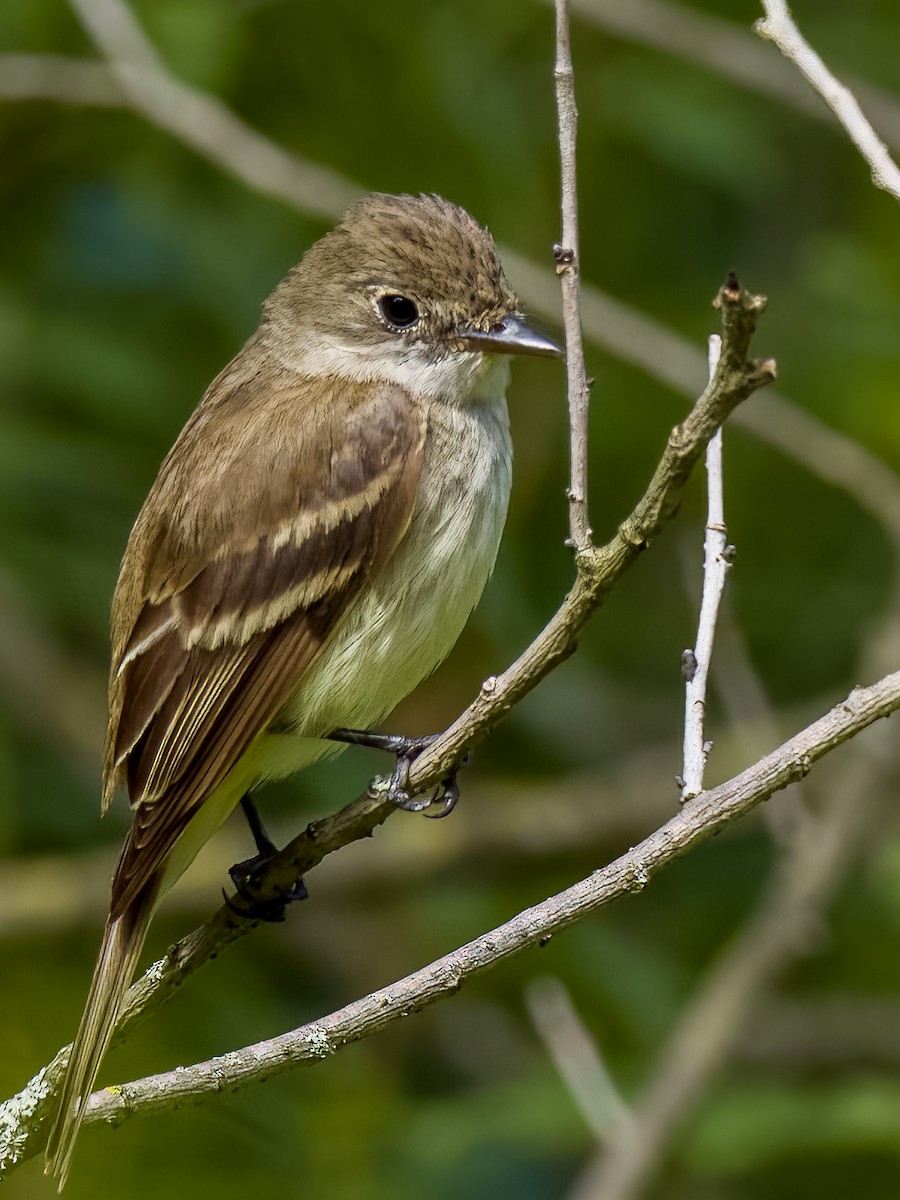 Least Flycatcher - Steven Meisel