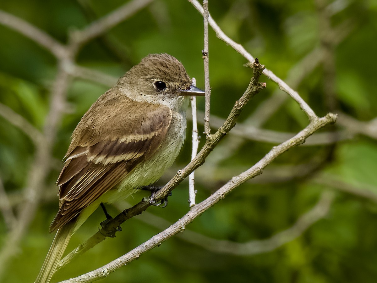 Least Flycatcher - ML473698161