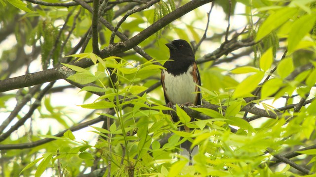 Eastern Towhee - ML473699