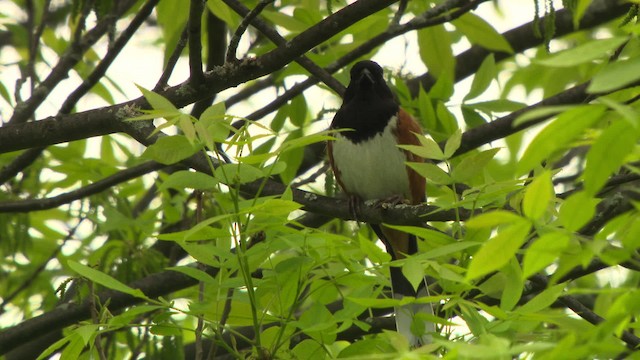 Eastern Towhee - ML473700