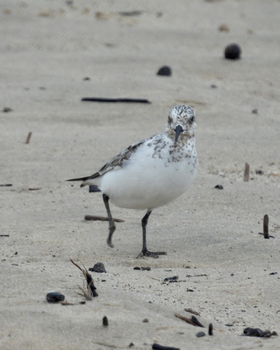 Sanderling - ML473700701