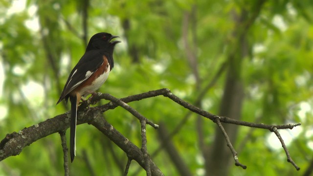 ワキアカトウヒチョウ - ML473701