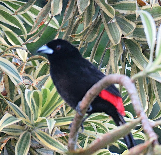 Scarlet-rumped Tanager - ML473701281