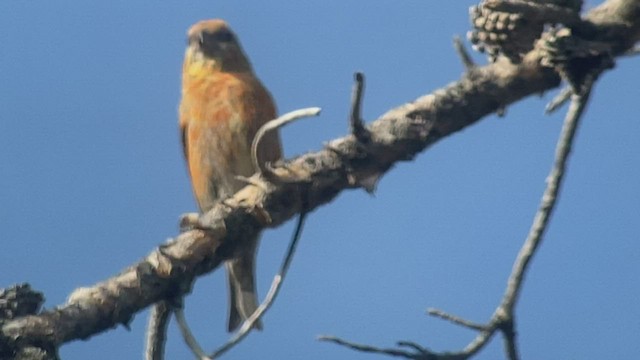 Cassia Crossbill - ML473701501