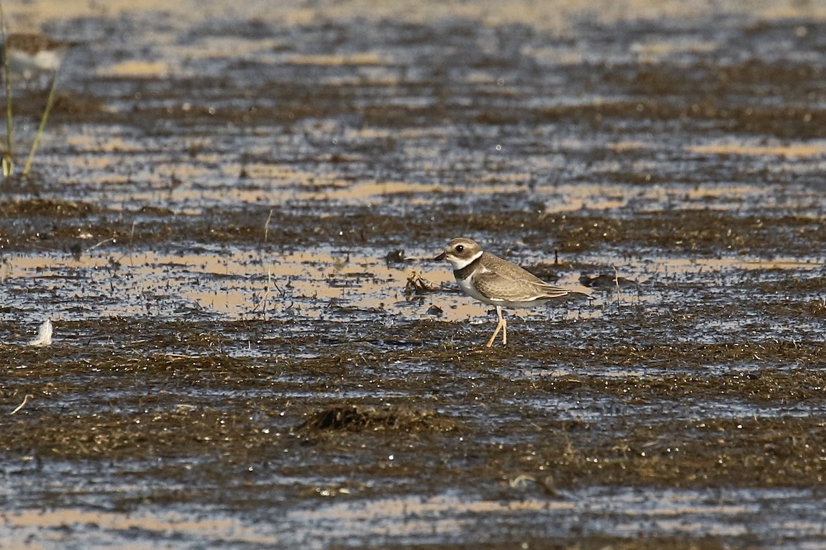 Semipalmated Plover - ML473701781