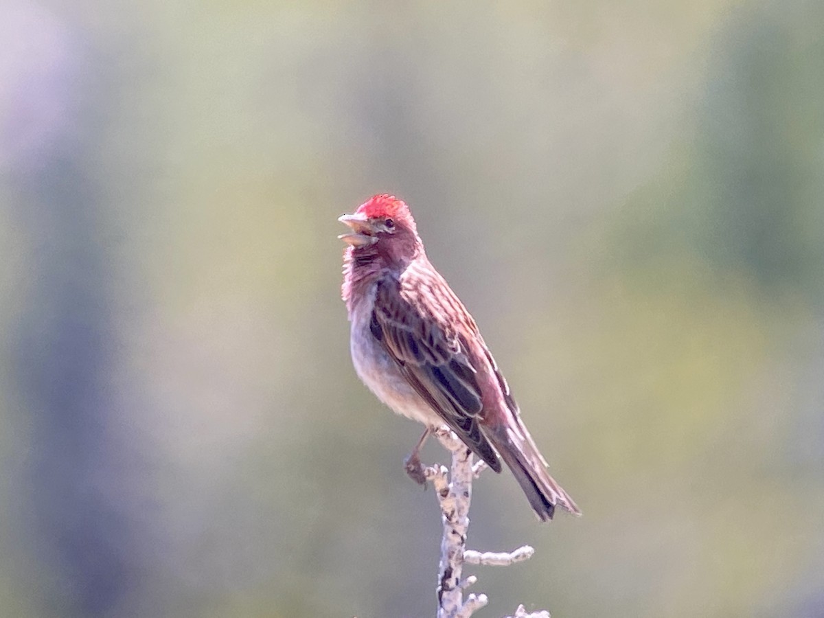 Cassin's Finch - ML473702341