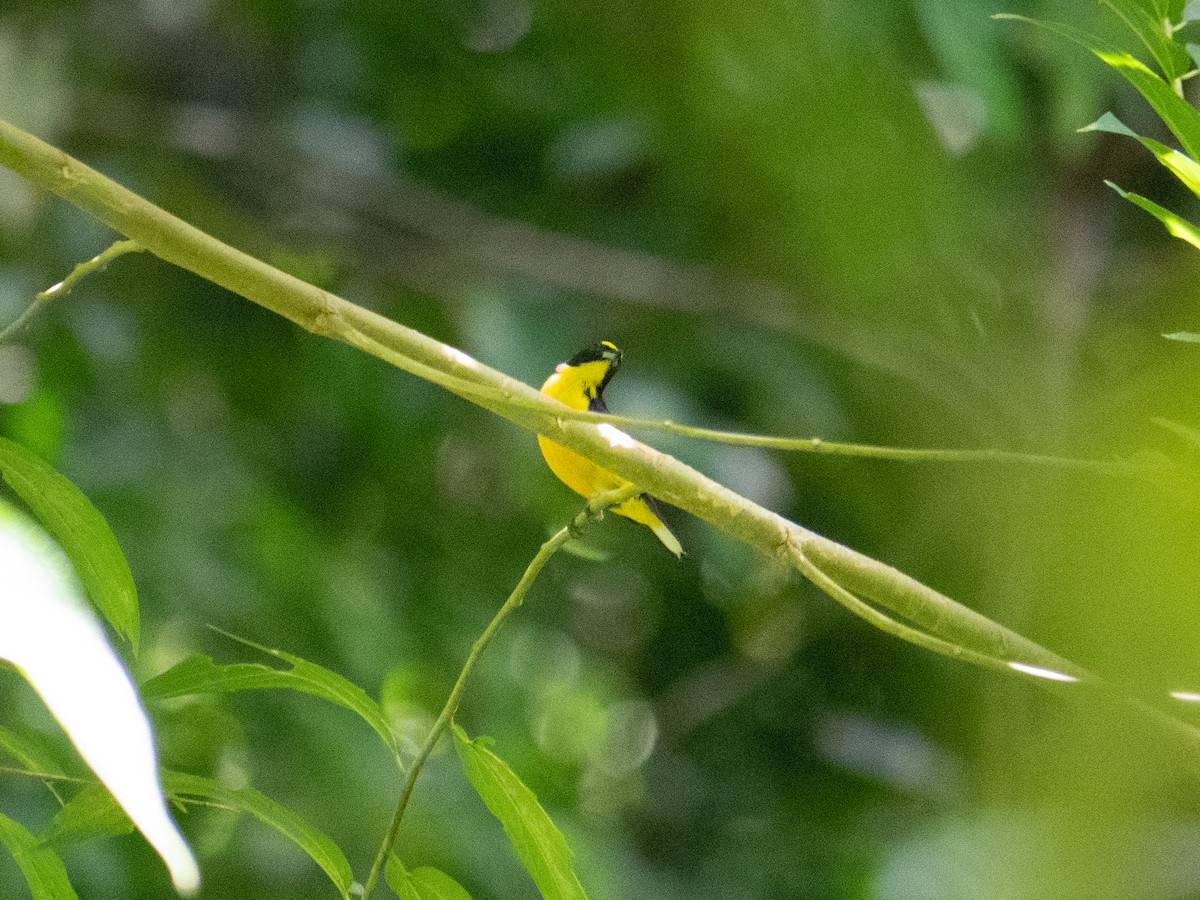 Yellow-throated Euphonia - Caitlin Chock