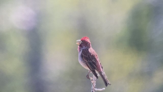 Cassin's Finch - ML473702801