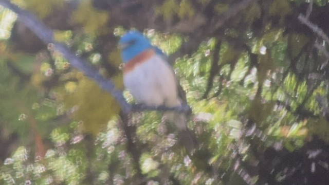 Lazuli Bunting - ML473703121