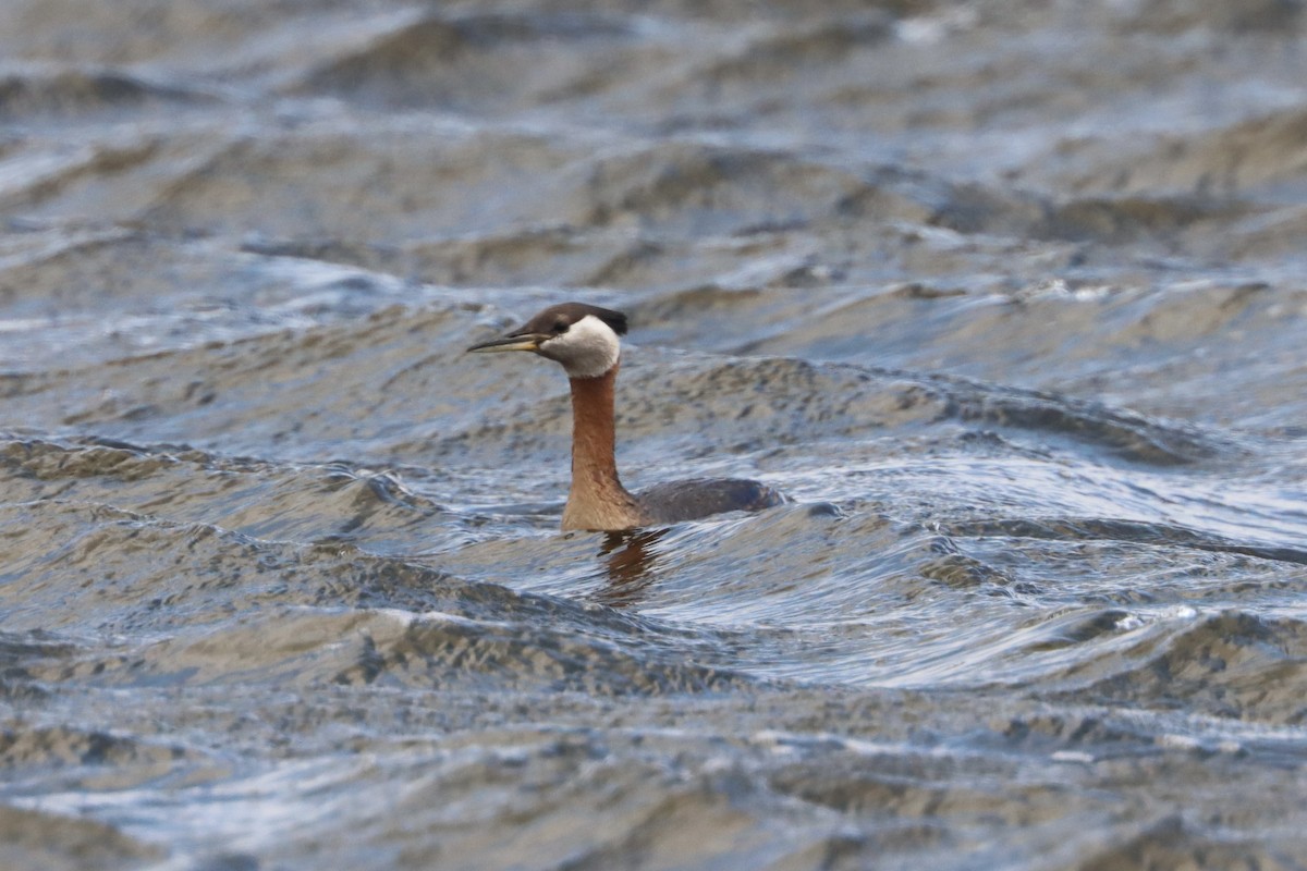 Red-necked Grebe - Adeline Dauer