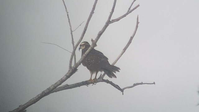 Snail Kite - ML473703561