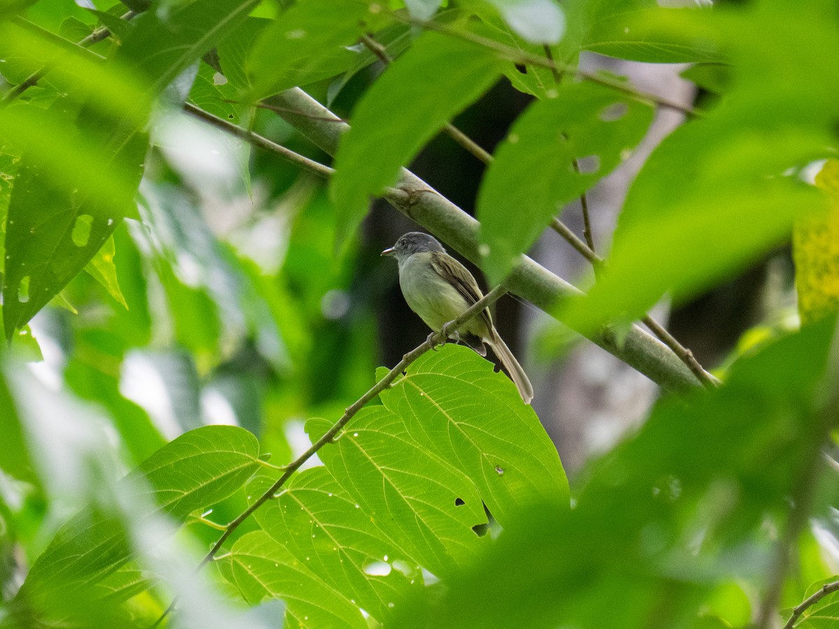 Yellow-olive Flatbill - Caitlin Chock