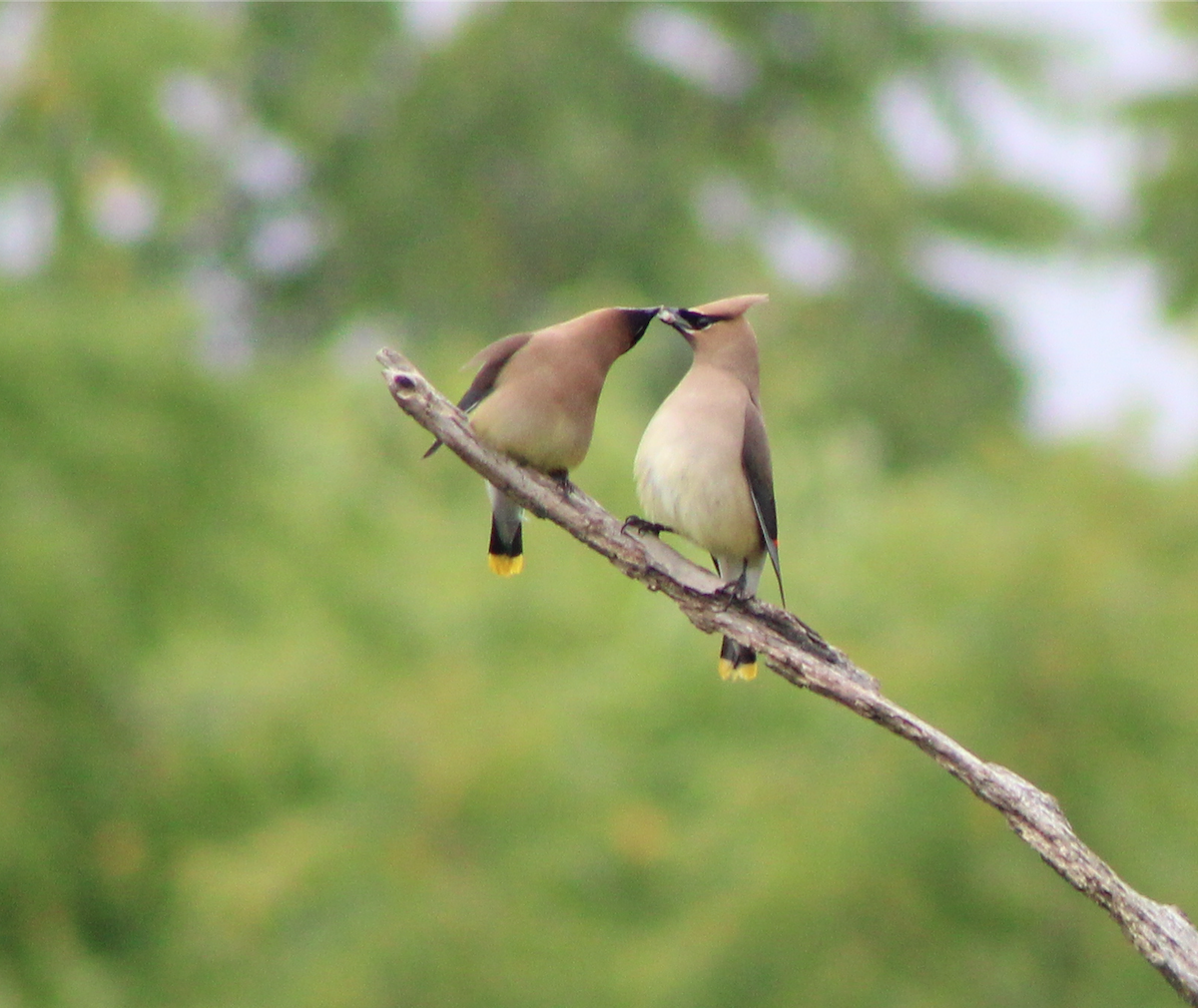 Cedar Waxwing - ML473704471