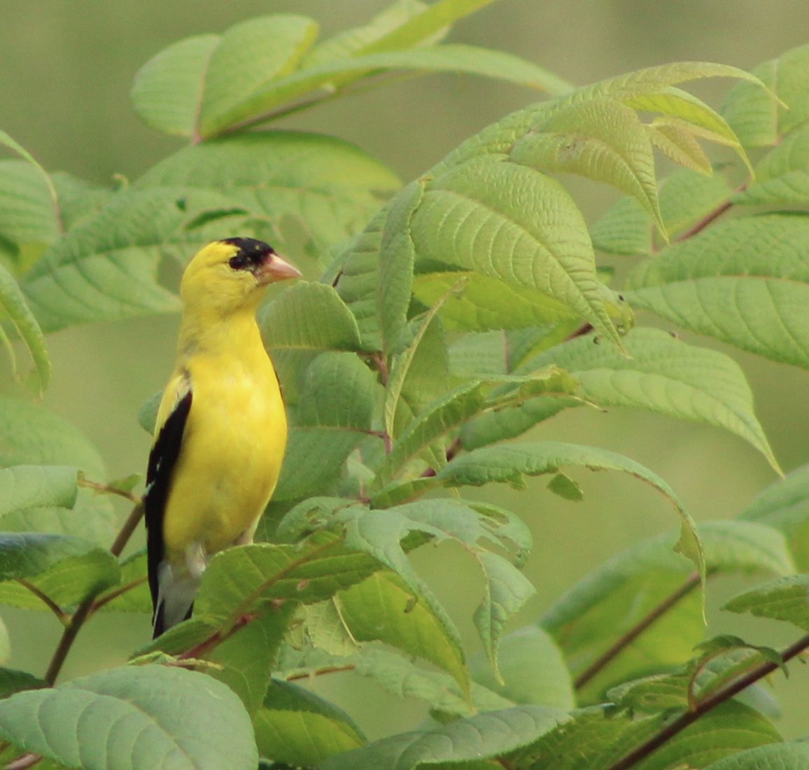 American Goldfinch - ML473704521