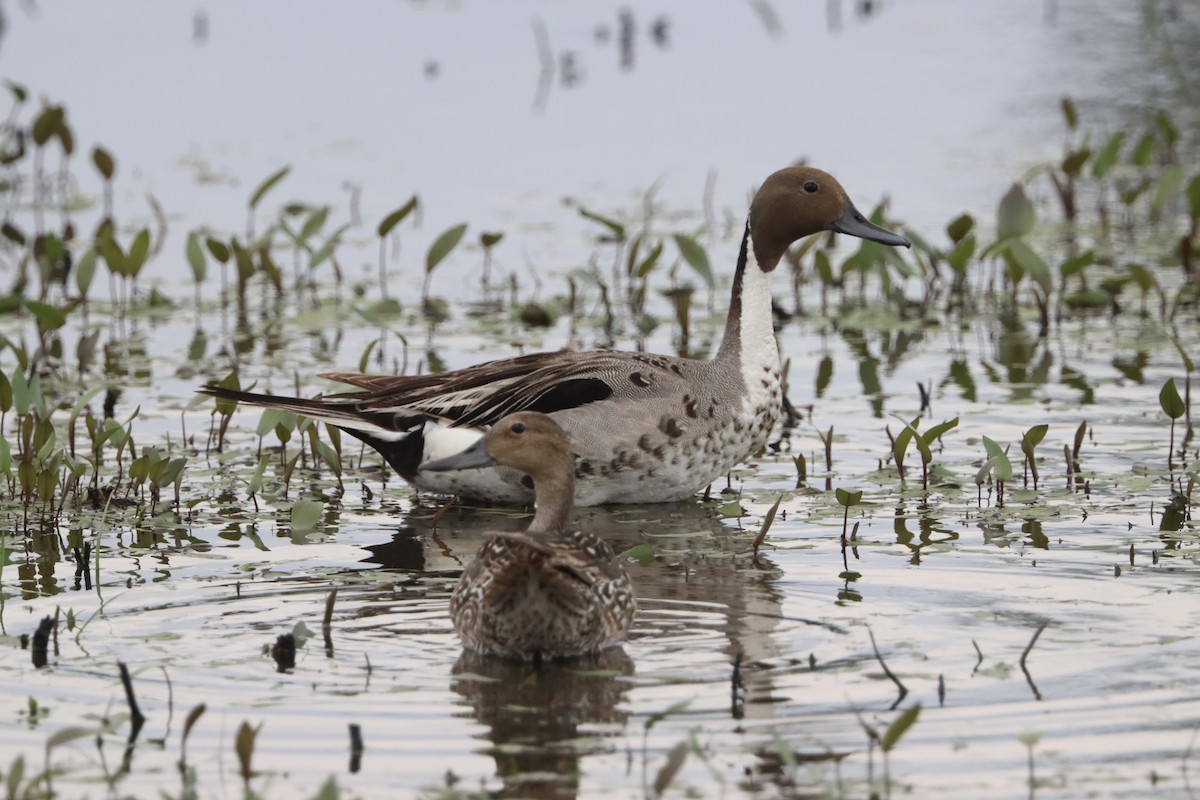 Northern Pintail - Adeline Dauer