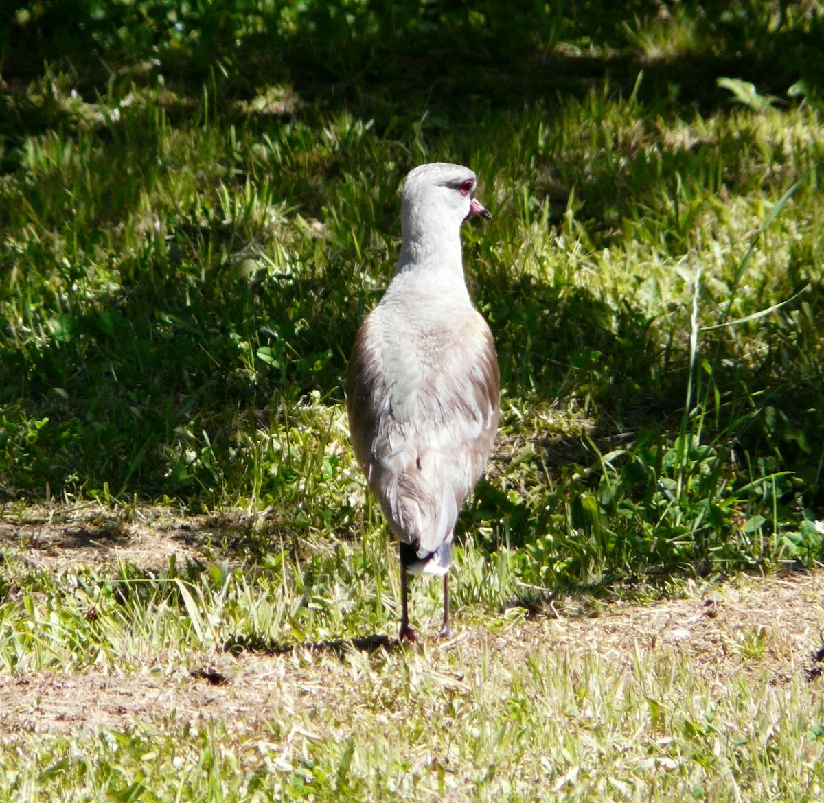 Southern Lapwing - Paul Bartlett