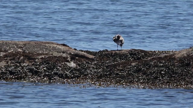 Franklin's Gull - ML473707581