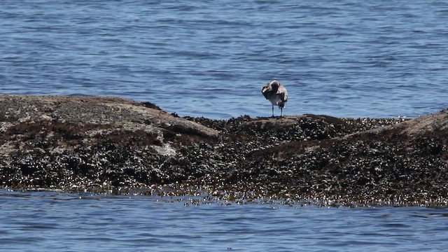 Franklin's Gull - ML473707581