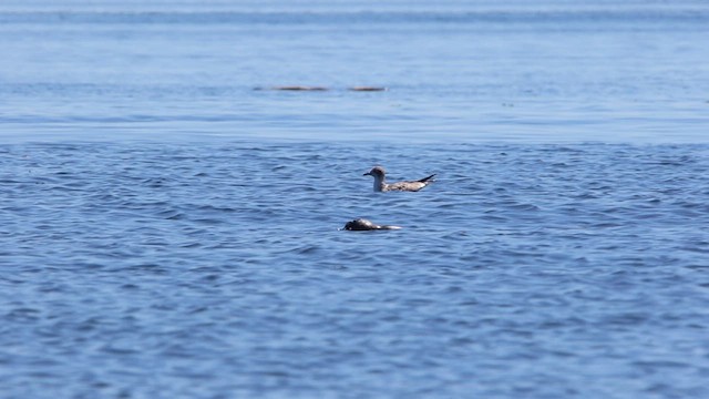 Franklin's Gull - ML473707611