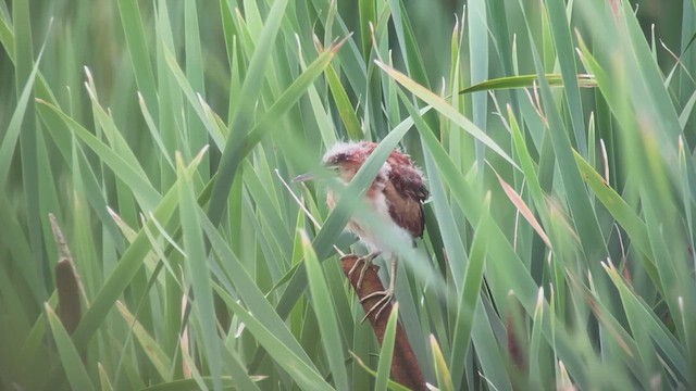 Least Bittern - ML473708231