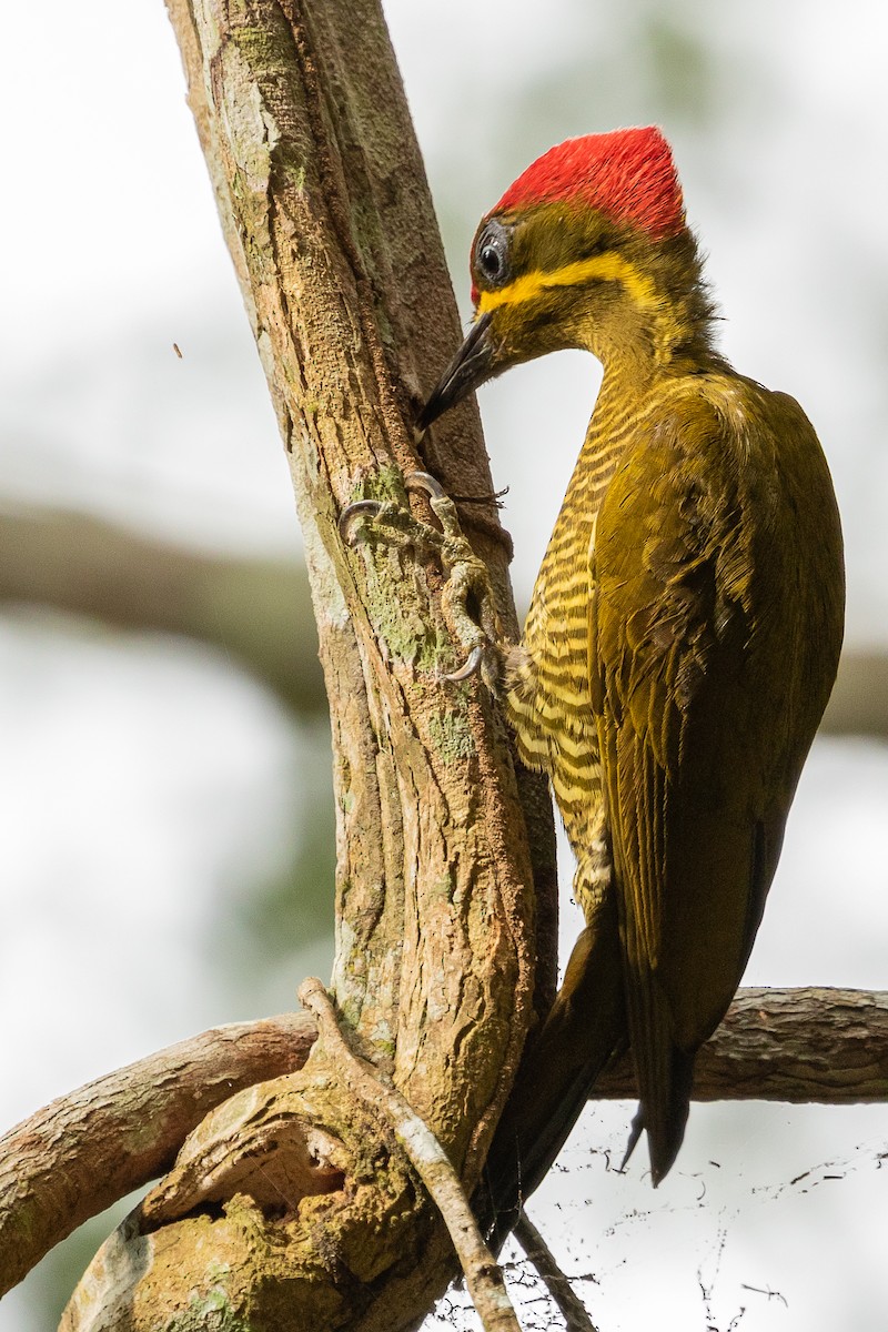 datel zlatozelený (ssp. capistratus) - ML473708841