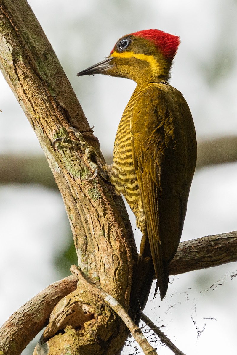 Golden-green Woodpecker (Bar-throated) - ML473708861