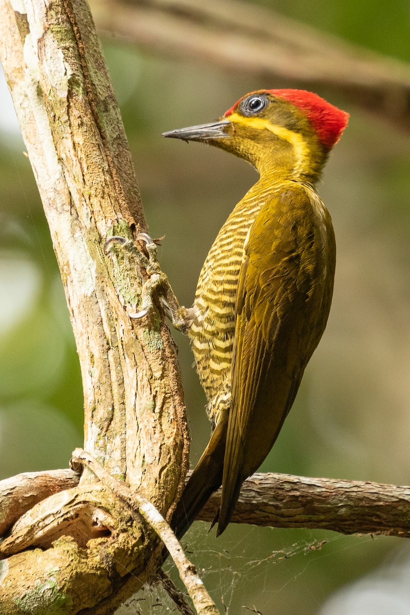 datel zlatozelený (ssp. capistratus) - ML473708871