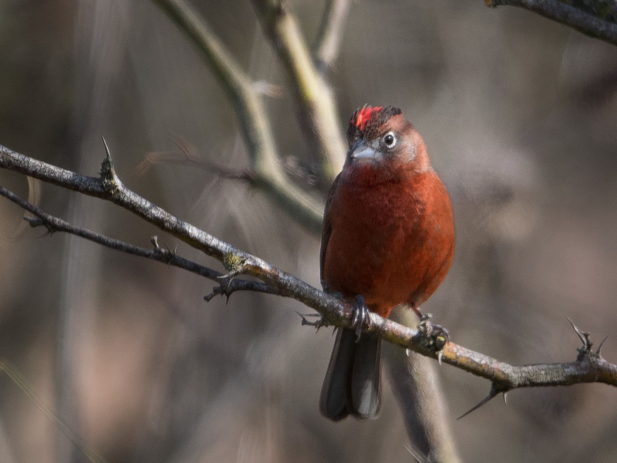 Red-crested Finch - ML473709211