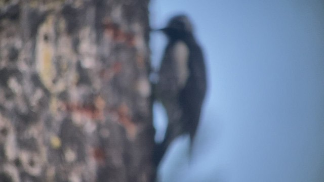 Williamson's Sapsucker - ML473709731